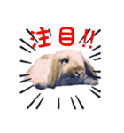 ふるかわさんちのうさぎPart4（個別スタンプ：1）