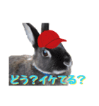 ふるかわさんちのうさぎPart4（個別スタンプ：3）