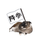 ふるかわさんちのうさぎPart4（個別スタンプ：4）