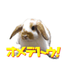 ふるかわさんちのうさぎPart4（個別スタンプ：6）