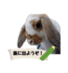 ふるかわさんちのうさぎPart4（個別スタンプ：10）