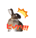 ふるかわさんちのうさぎPart4（個別スタンプ：11）