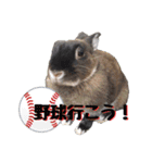 ふるかわさんちのうさぎPart4（個別スタンプ：15）