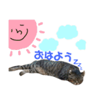 なかむらにゃんこ（個別スタンプ：1）