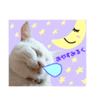 なかむらにゃんこ（個別スタンプ：2）