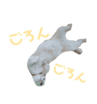 なかむらにゃんこ（個別スタンプ：5）