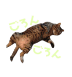 なかむらにゃんこ（個別スタンプ：6）