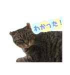 なかむらにゃんこ（個別スタンプ：7）