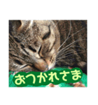 なかむらにゃんこ（個別スタンプ：9）