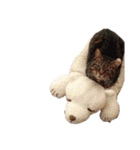 なかむらにゃんこ（個別スタンプ：12）