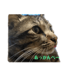 すたまるくんスタンプ（個別スタンプ：1）
