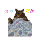 すたまるくんスタンプ（個別スタンプ：3）