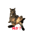 すたまるくんスタンプ（個別スタンプ：6）