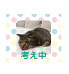 すたまるくんスタンプ（個別スタンプ：15）