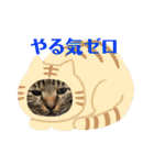 すたまるくんスタンプ（個別スタンプ：17）