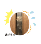 すたまるくんスタンプ（個別スタンプ：29）
