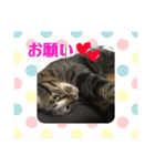 すたまるくんスタンプ（個別スタンプ：31）