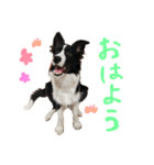 ボーダーコリー ジュノ（個別スタンプ：2）