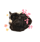 ボーダーコリー ジュノ（個別スタンプ：3）
