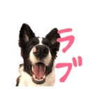 ボーダーコリー ジュノ（個別スタンプ：5）