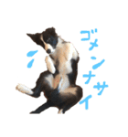 ボーダーコリー ジュノ（個別スタンプ：7）