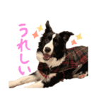ボーダーコリー ジュノ（個別スタンプ：11）