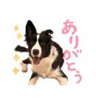 ボーダーコリー ジュノ（個別スタンプ：18）
