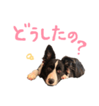ボーダーコリー ジュノ（個別スタンプ：20）