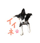 ボーダーコリー ジュノ（個別スタンプ：21）