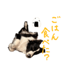 ボーダーコリー ジュノ（個別スタンプ：22）