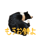 ボーダーコリー ジュノ（個別スタンプ：27）