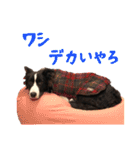 ボーダーコリー ジュノ（個別スタンプ：33）