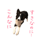 ボーダーコリー ジュノ（個別スタンプ：34）