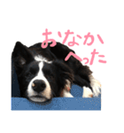 ボーダーコリー ジュノ（個別スタンプ：35）