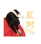 ボーダーコリー ジュノ（個別スタンプ：37）