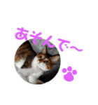 ペットと日常（個別スタンプ：18）