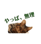 ペットと日常（個別スタンプ：26）