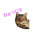 ペットと日常（個別スタンプ：27）