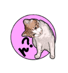 にゃにゃんと！ 猫スタンプ 2（個別スタンプ：1）