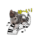 にゃにゃんと！ 猫スタンプ 2（個別スタンプ：5）