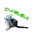 にゃにゃんと！ 猫スタンプ 2（個別スタンプ：7）