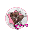 にゃにゃんと！ 猫スタンプ 2（個別スタンプ：8）