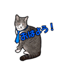にゃにゃんと！ 猫スタンプ 2（個別スタンプ：14）