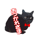 にゃにゃんと！ 猫スタンプ 2（個別スタンプ：16）