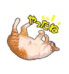 にゃにゃんと！ 猫スタンプ 1  改訂版（個別スタンプ：2）
