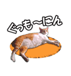 にゃにゃんと！ 猫スタンプ 1  改訂版（個別スタンプ：3）