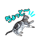 にゃにゃんと！ 猫スタンプ 1  改訂版（個別スタンプ：4）