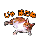 にゃにゃんと！ 猫スタンプ 1  改訂版（個別スタンプ：6）