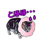 にゃにゃんと！ 猫スタンプ 1  改訂版（個別スタンプ：7）