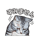 にゃにゃんと！ 猫スタンプ 1  改訂版（個別スタンプ：9）